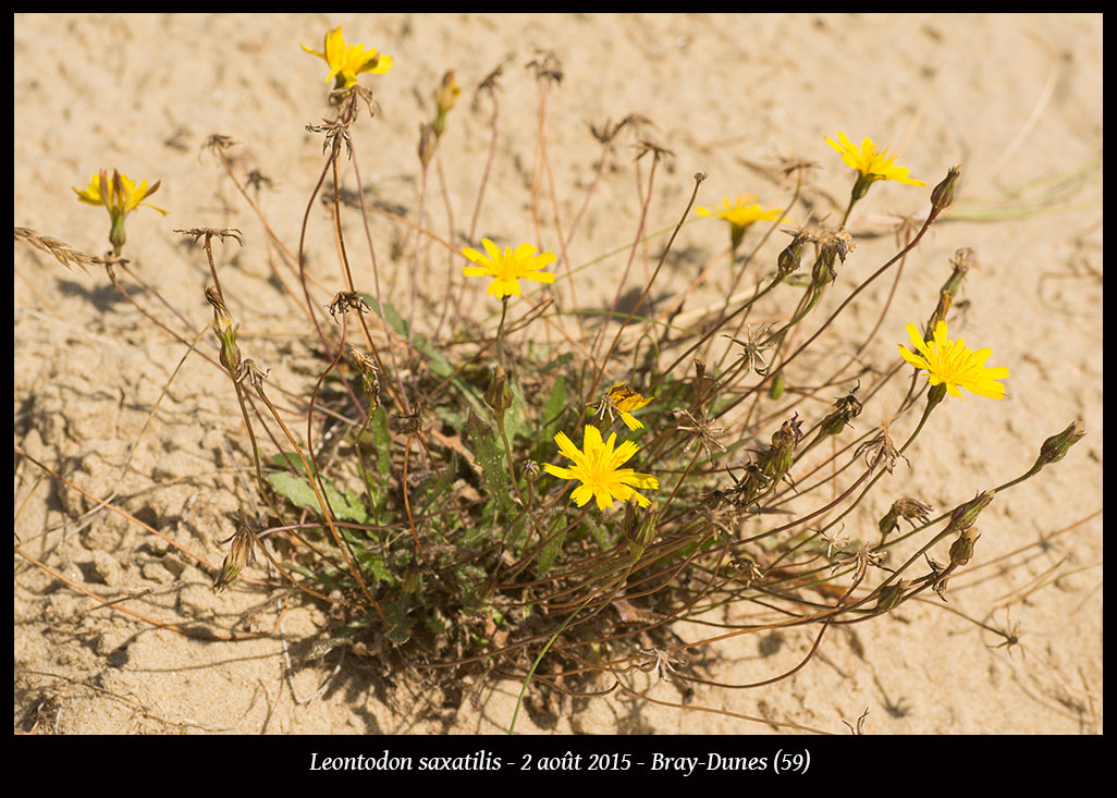 Leontodon saxatilis